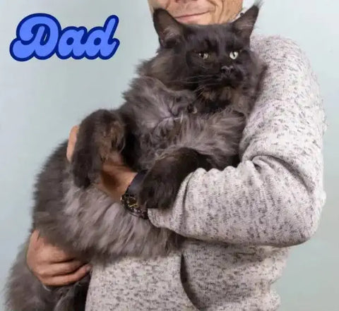 Omega | Maine Coon Kitten