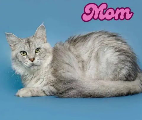 Omega | Maine Coon Kitten