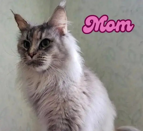 Dante | Maine Coon Kitten