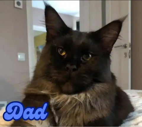 Piper | Maine Coon Kitten