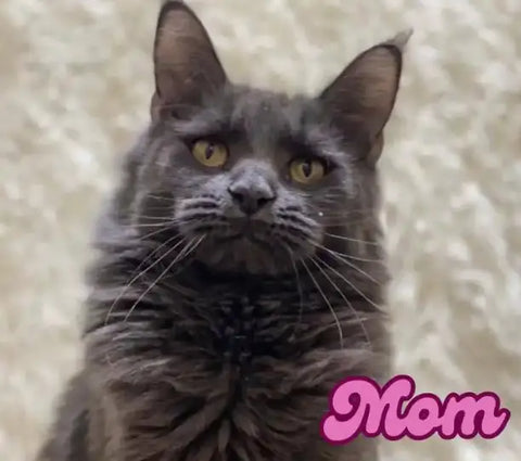 Piper | Maine Coon Kitten