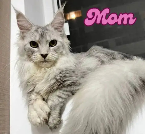 Mojo | Maine Coon Kitten