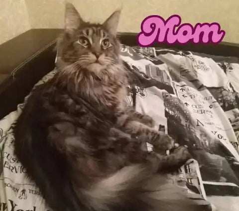 Richard | Maine Coon Kitten