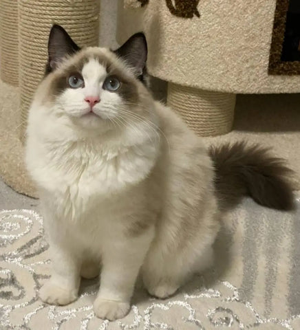 Mimi | Ragdoll Kitten