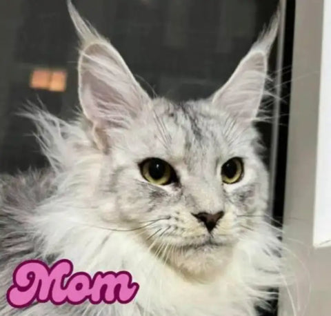 Malina | Maine Coon Kitten