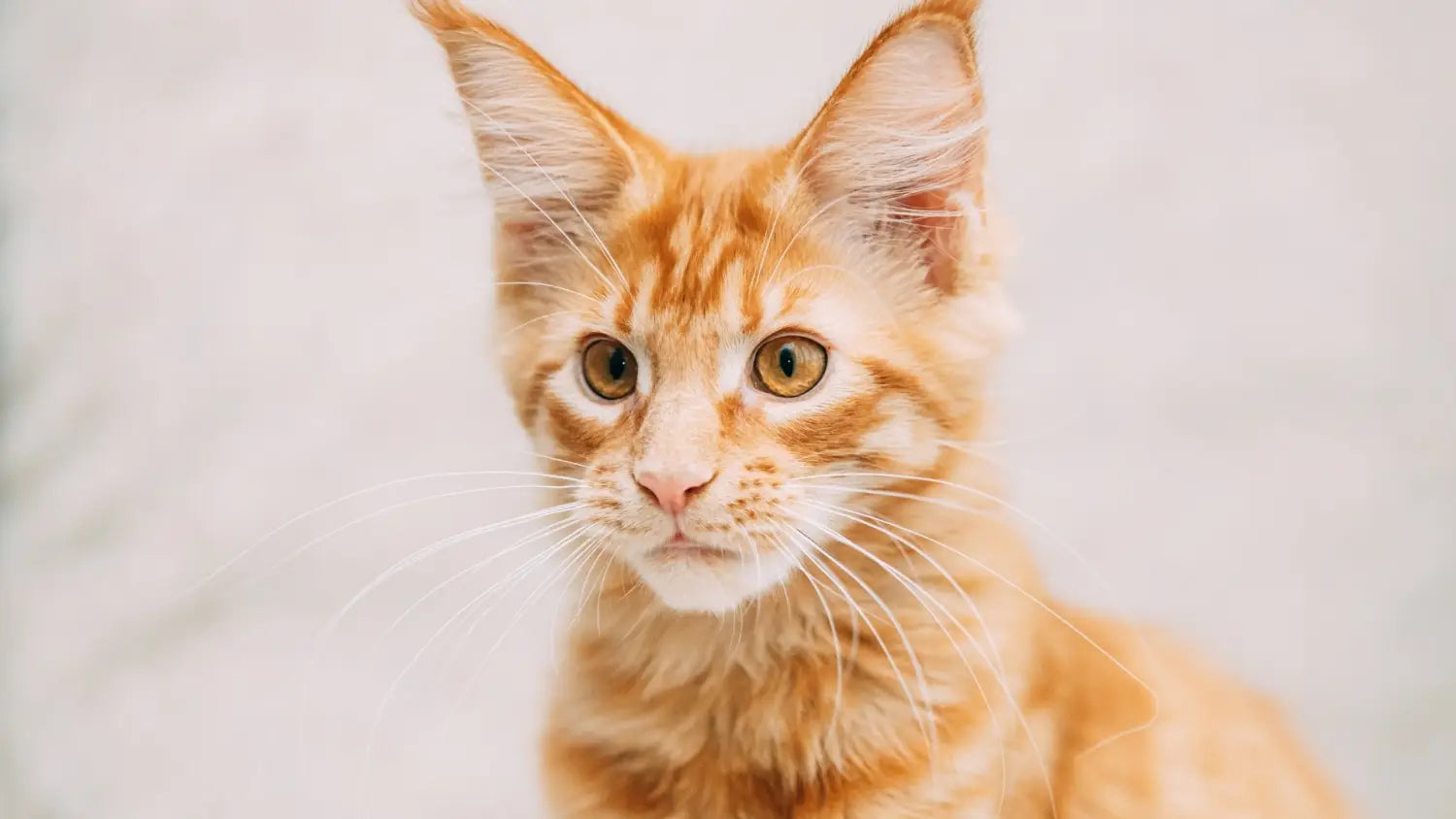 Short-haired maine coon cats: a comprehensive guide