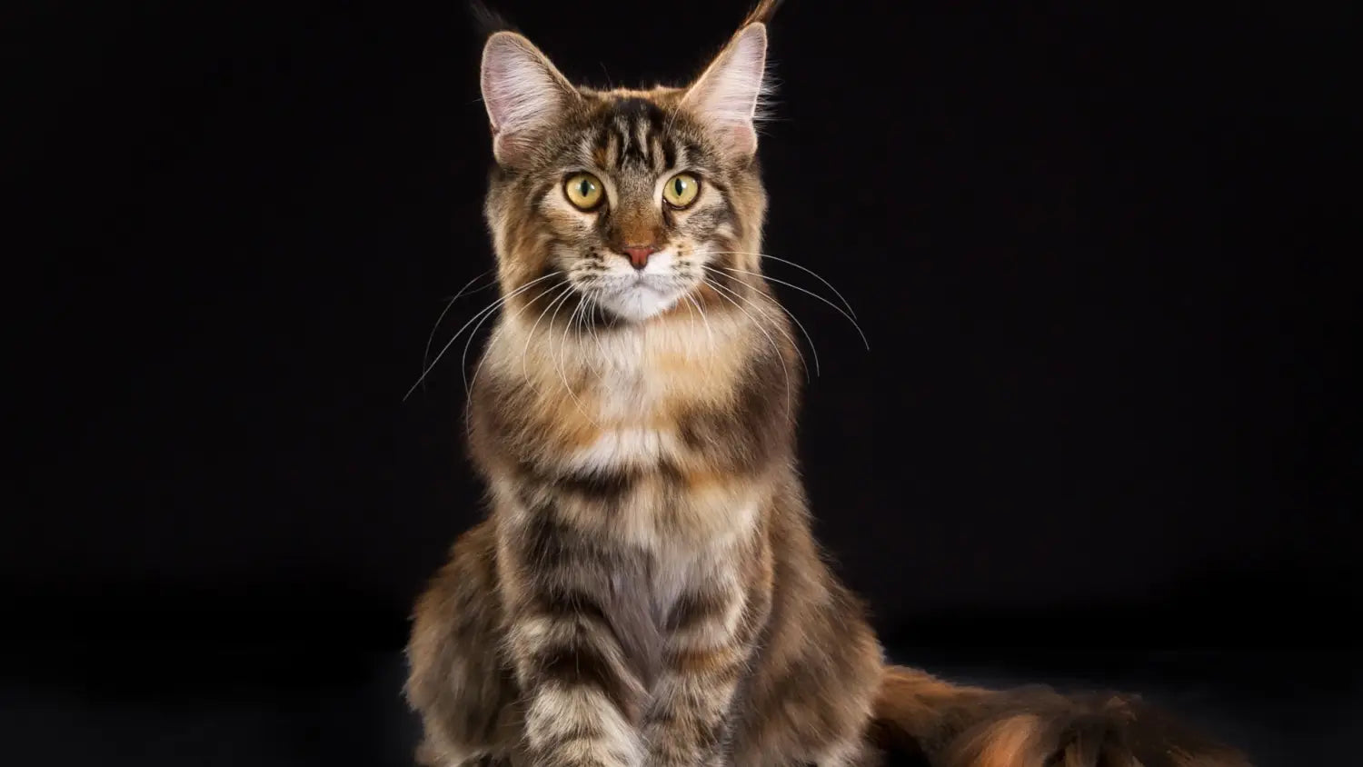 Short-haired maine coon cats: a comprehensive guide
