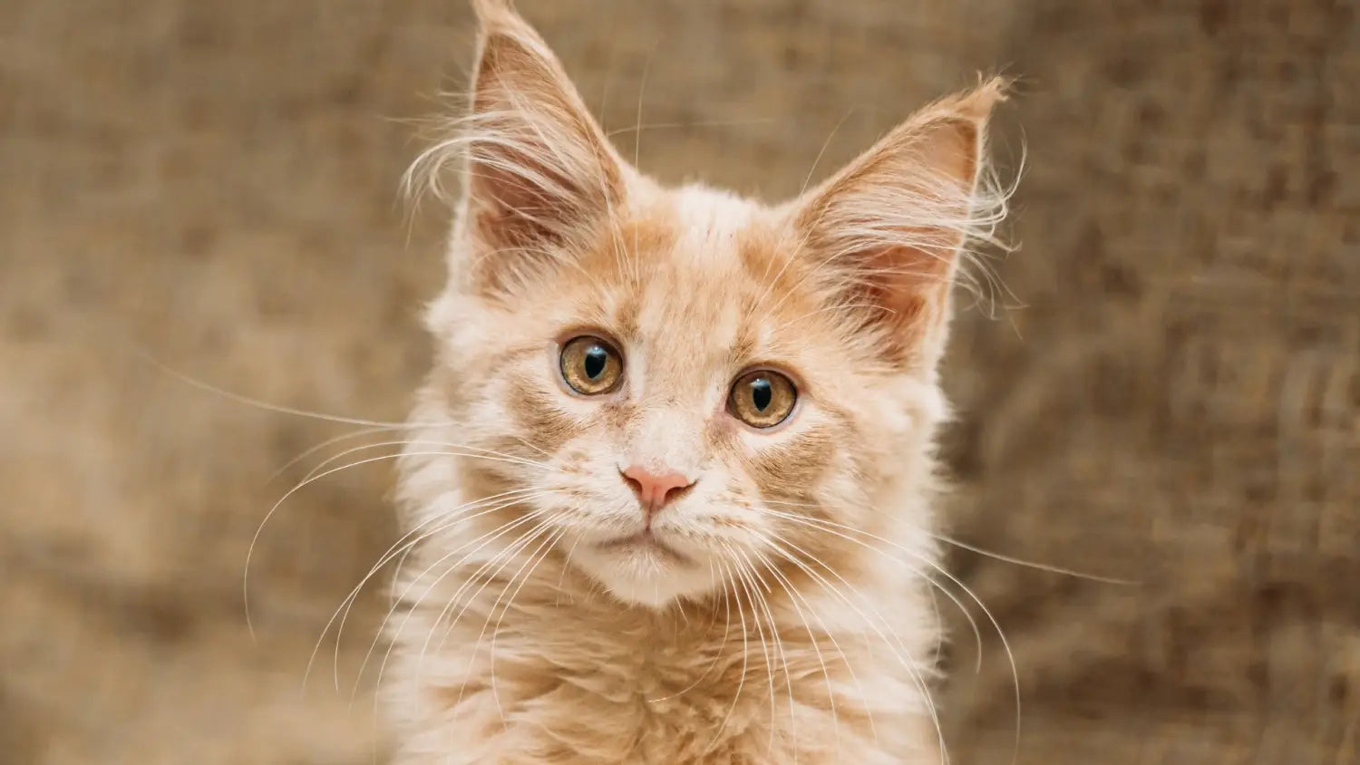 Short-haired maine coon cats: a comprehensive guide