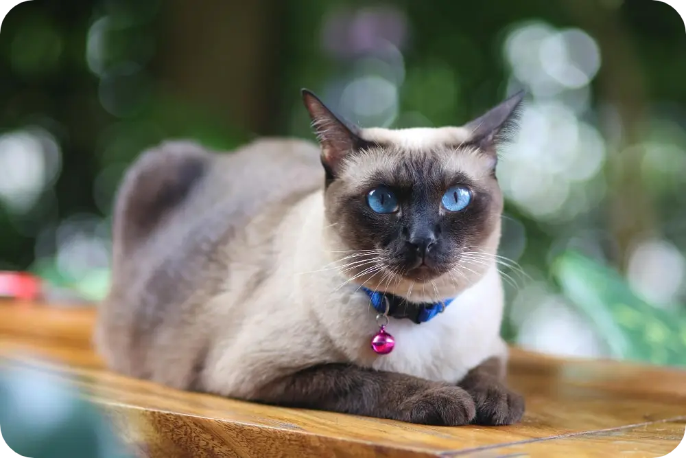 Embrace the Wild: Top 10 Exotic Cat Breeds to Adopt Today