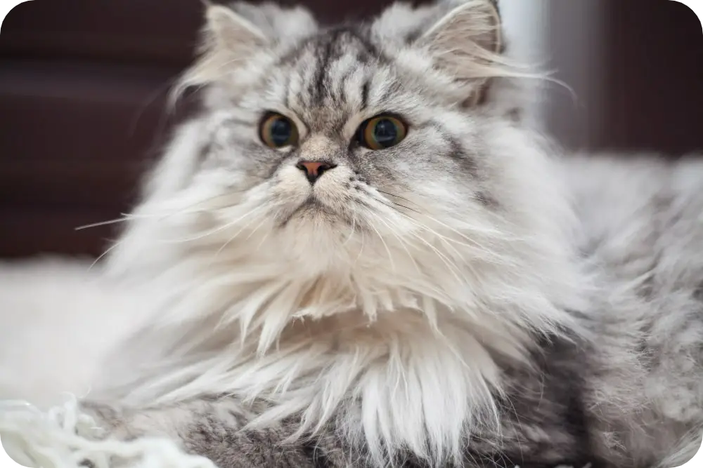 Discover Ultimate Fluff: Top 10 Fluffy Cat Breeds to Adopt