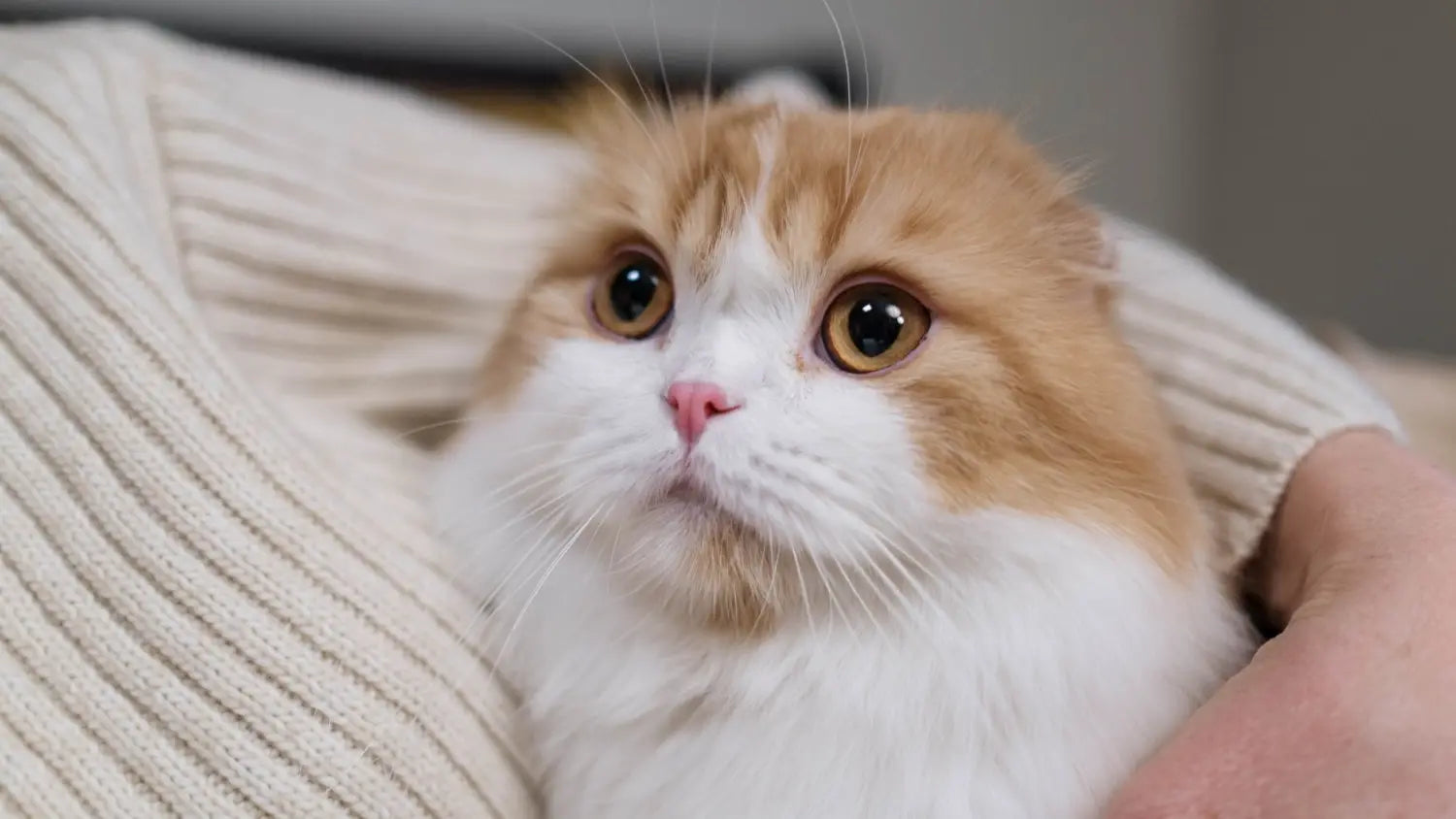 Socialize a scottish cat with other pets and people