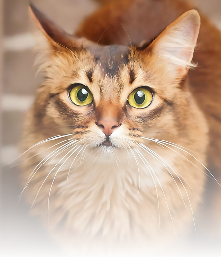 Discover the Enchanting World of Somali Cats - A Complete Guide Discover the Enchanting World of Somali Cats - A Complete Guide