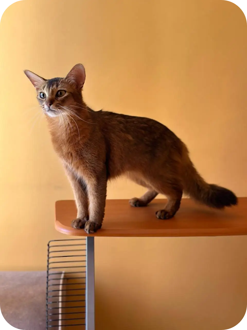 The agile somali cat: expert training guides for feline champions