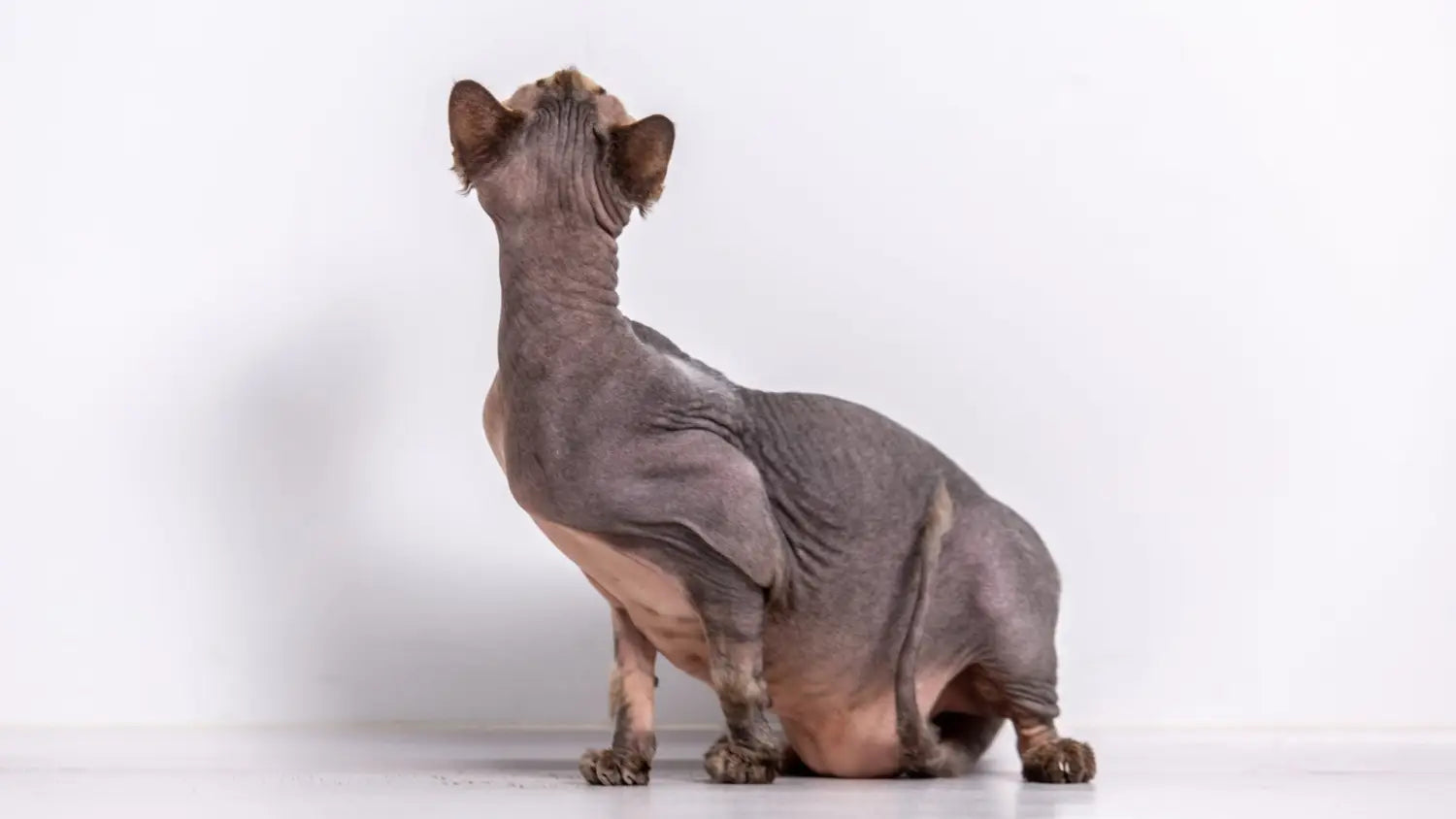 Sphynx cat behavior decoded: understanding body language