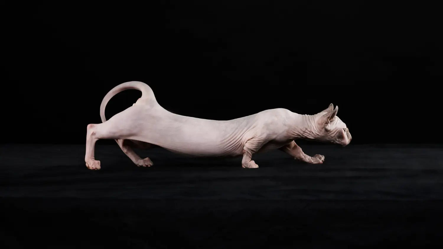 Sphynx cat behavior decoded: understanding body language