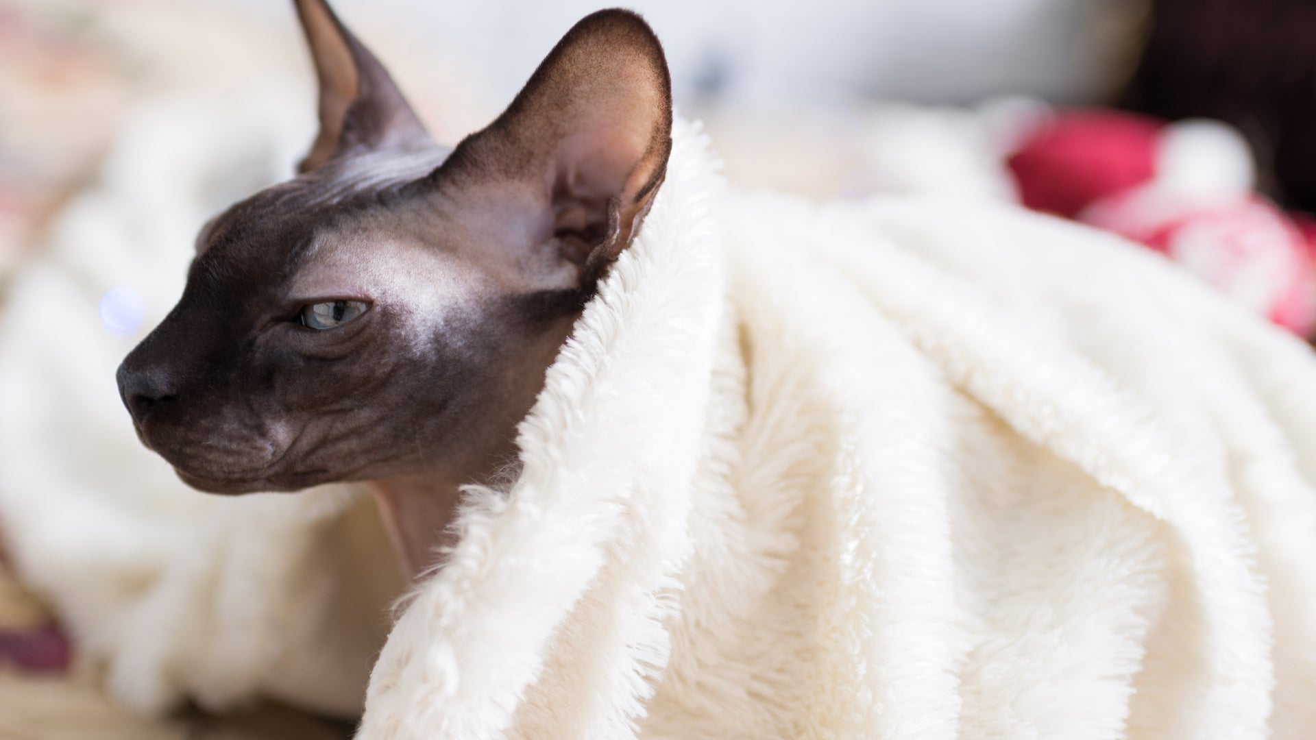 Sphynx cat grooming and maintenance: the naked truth