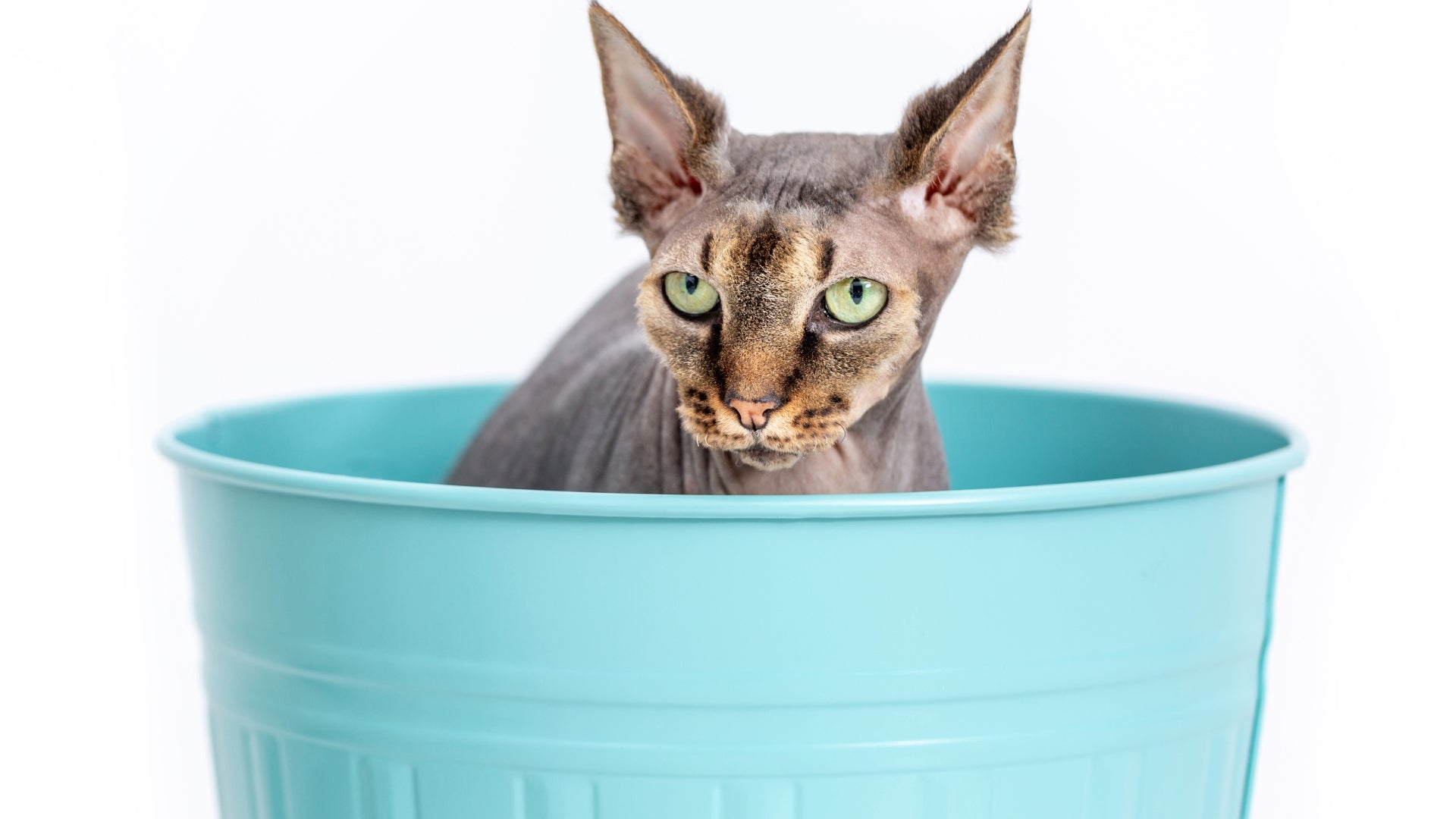 Sphynx cat grooming and maintenance: the naked truth