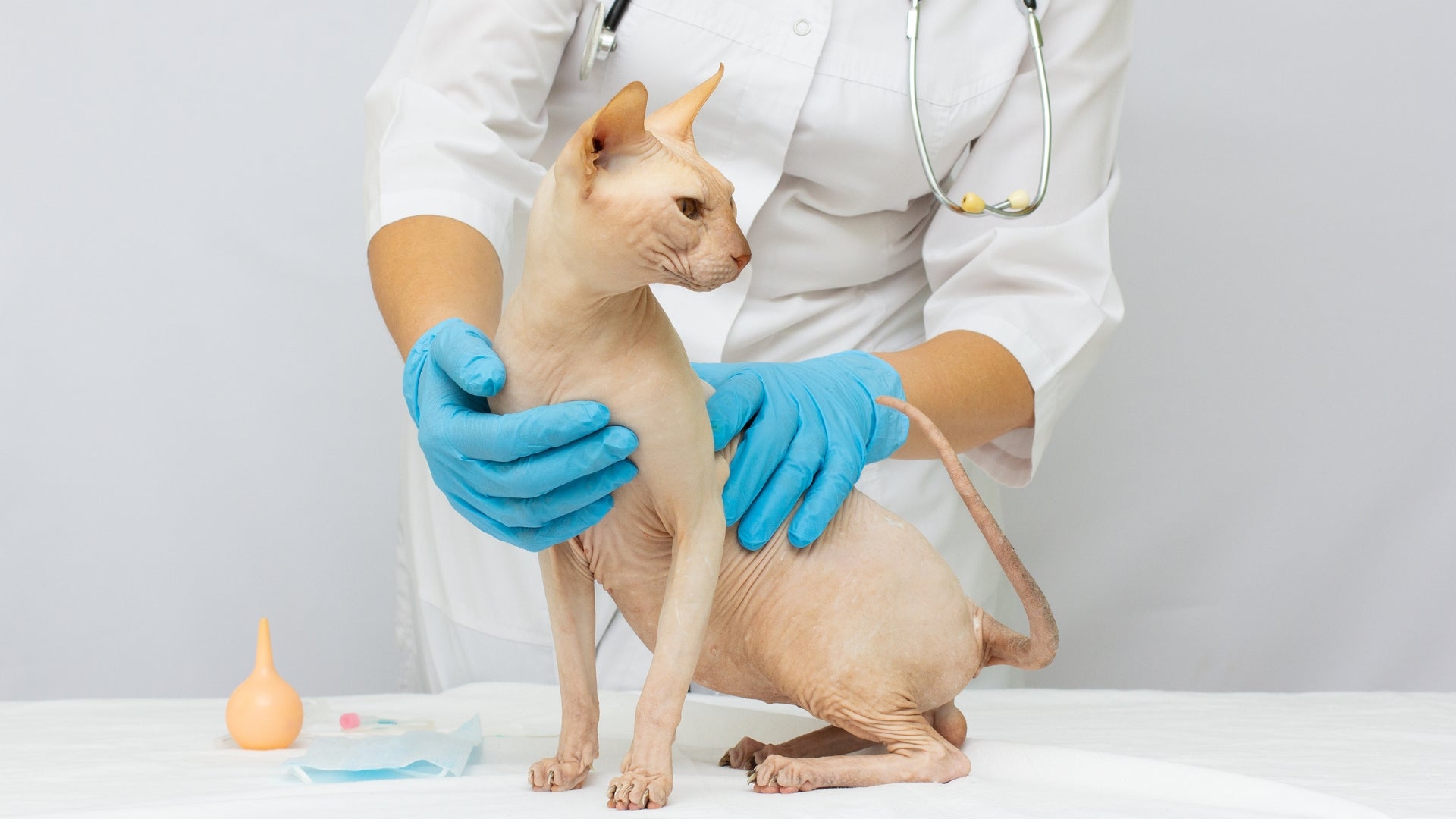 Sphynx cat health issues: common concerns