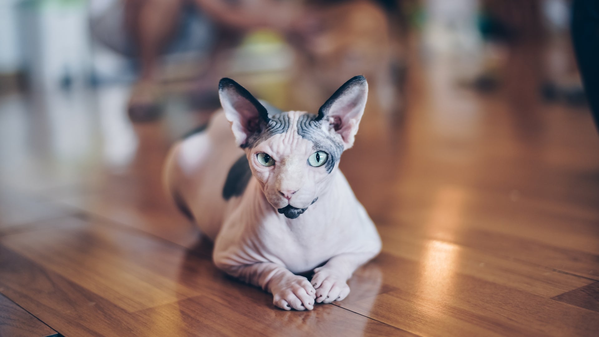 Sphynx cat health issues: common concerns