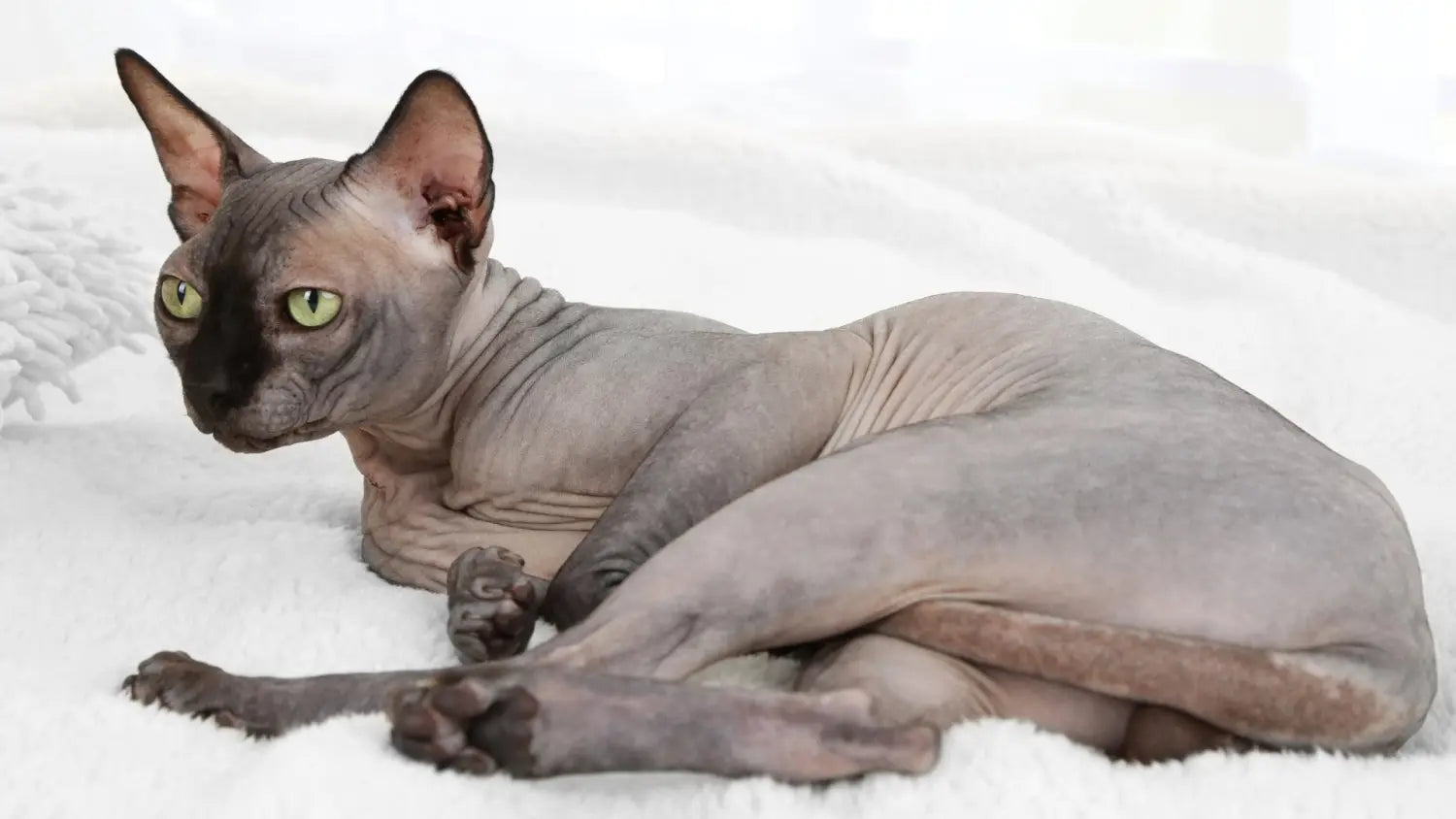 Sphynx cat size and growth stages