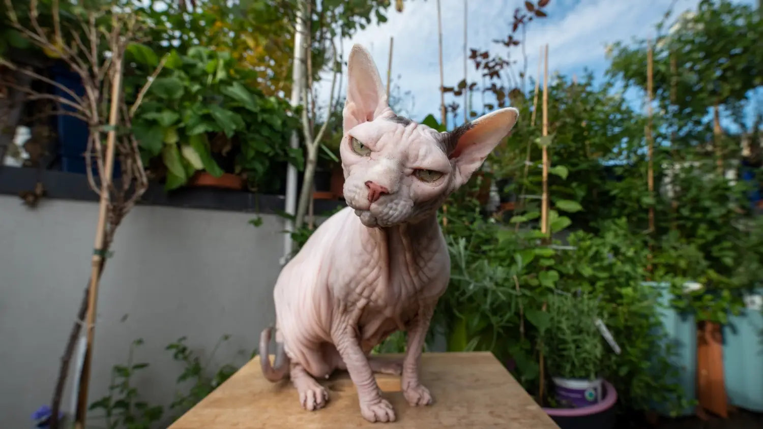 Sphynx cat training: a guide to behavioral training