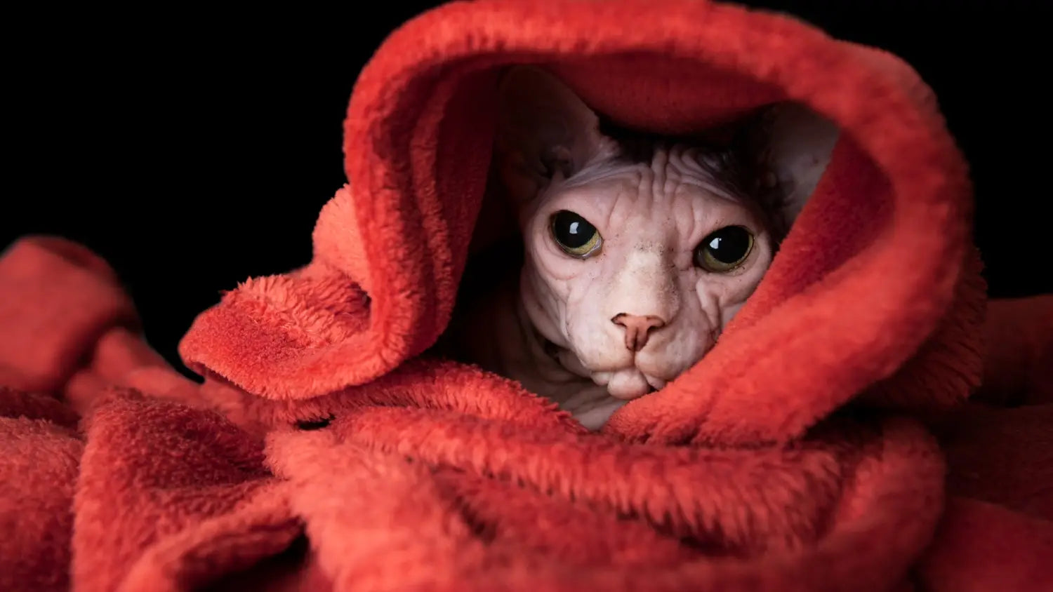 Sphynx cat training: a guide to behavioral training