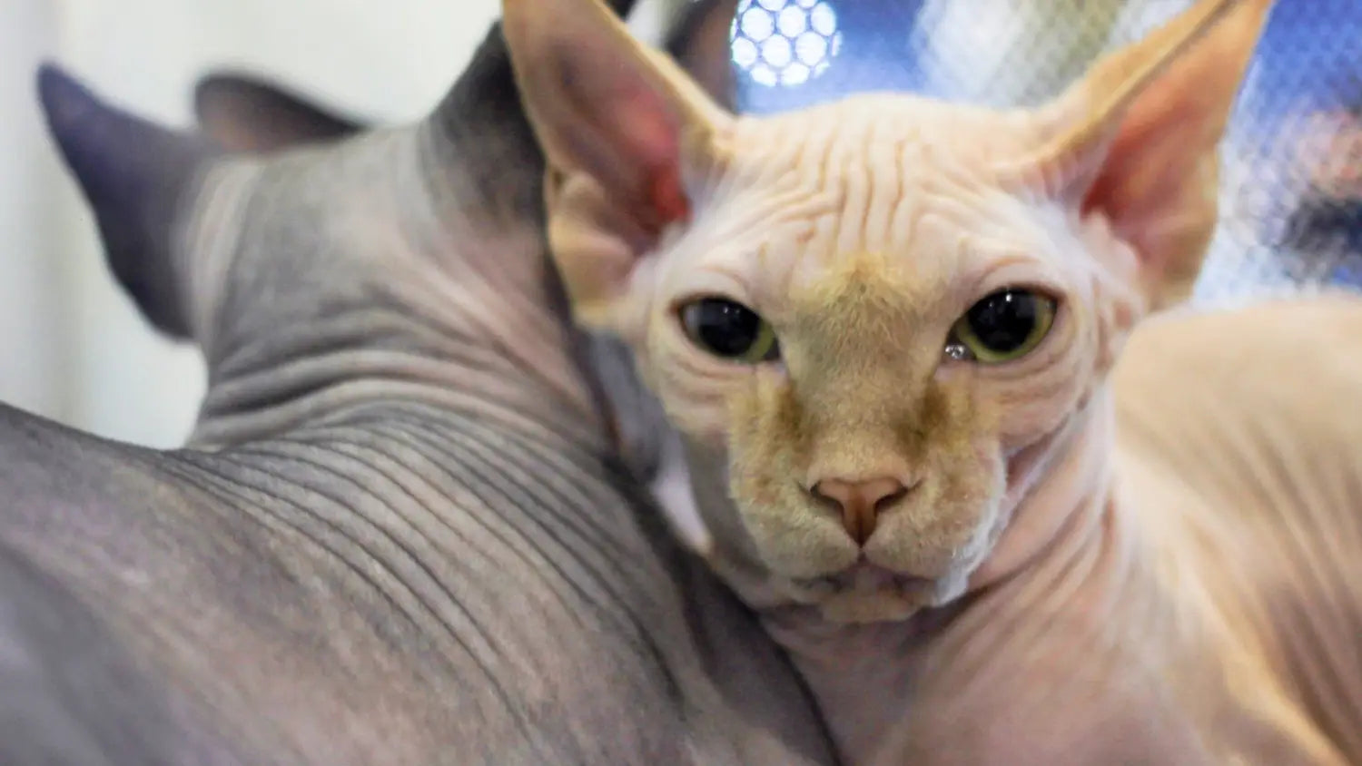 Sphynx cats and other pets: tips for smooth integration