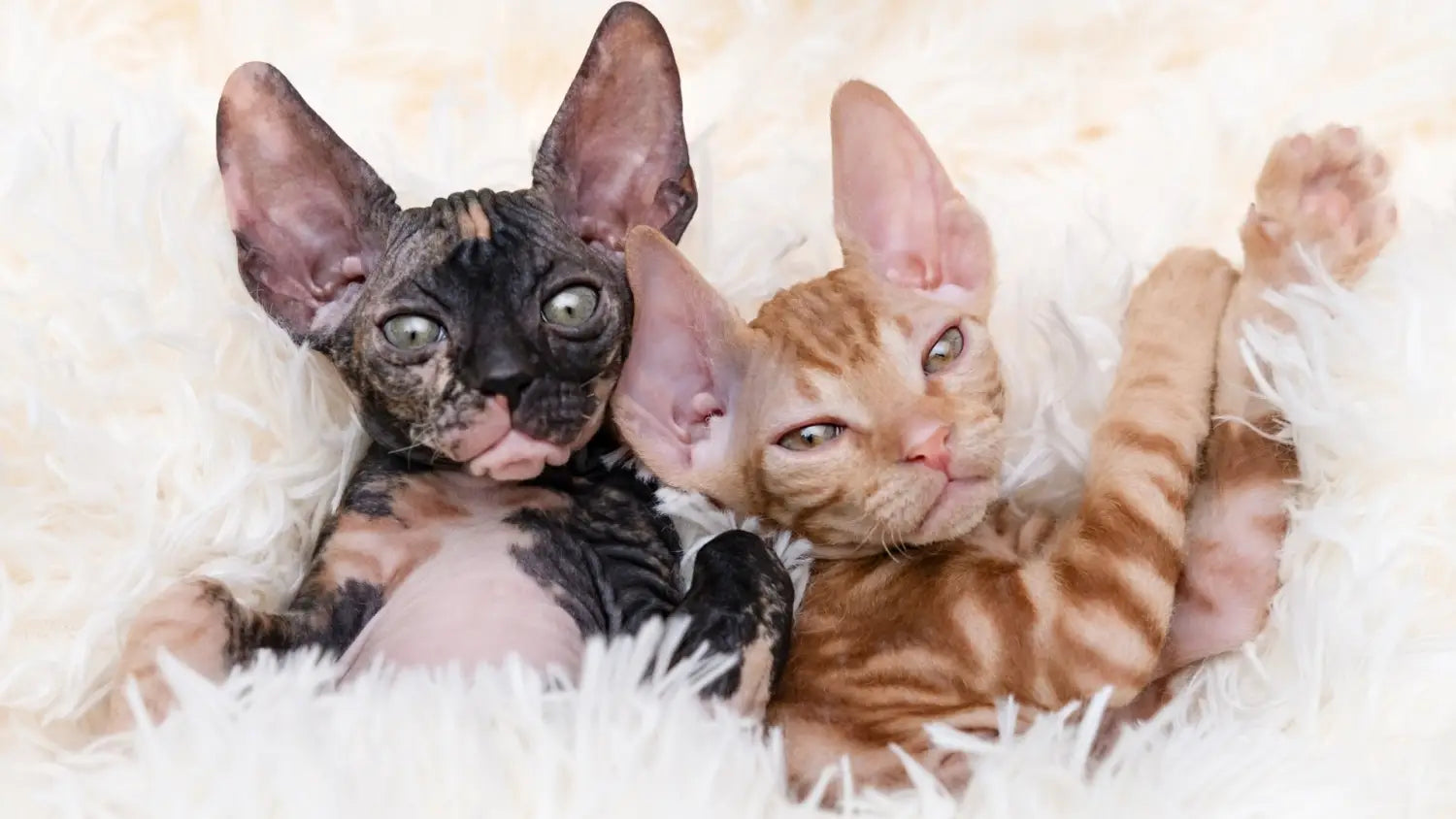 Sphynx cats and other pets: tips for smooth integration