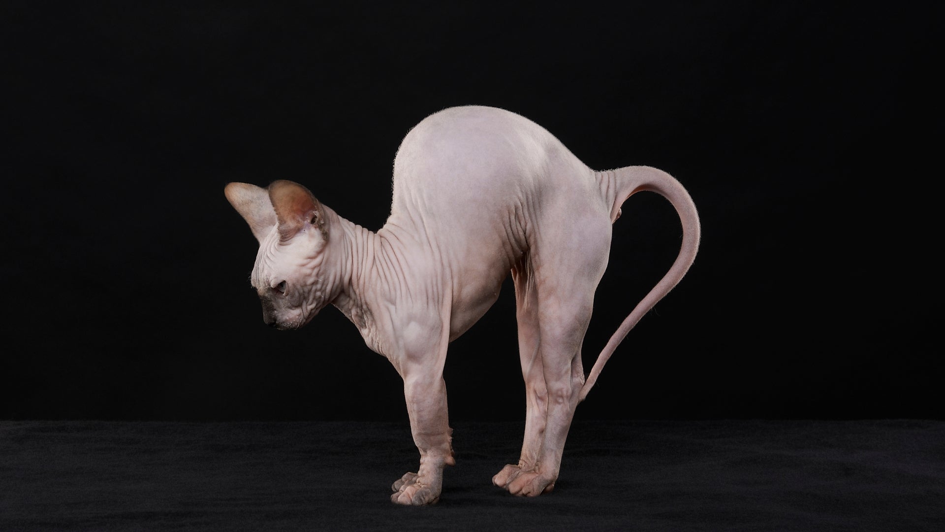 The artistry behind sphynx cat tattoos revealed