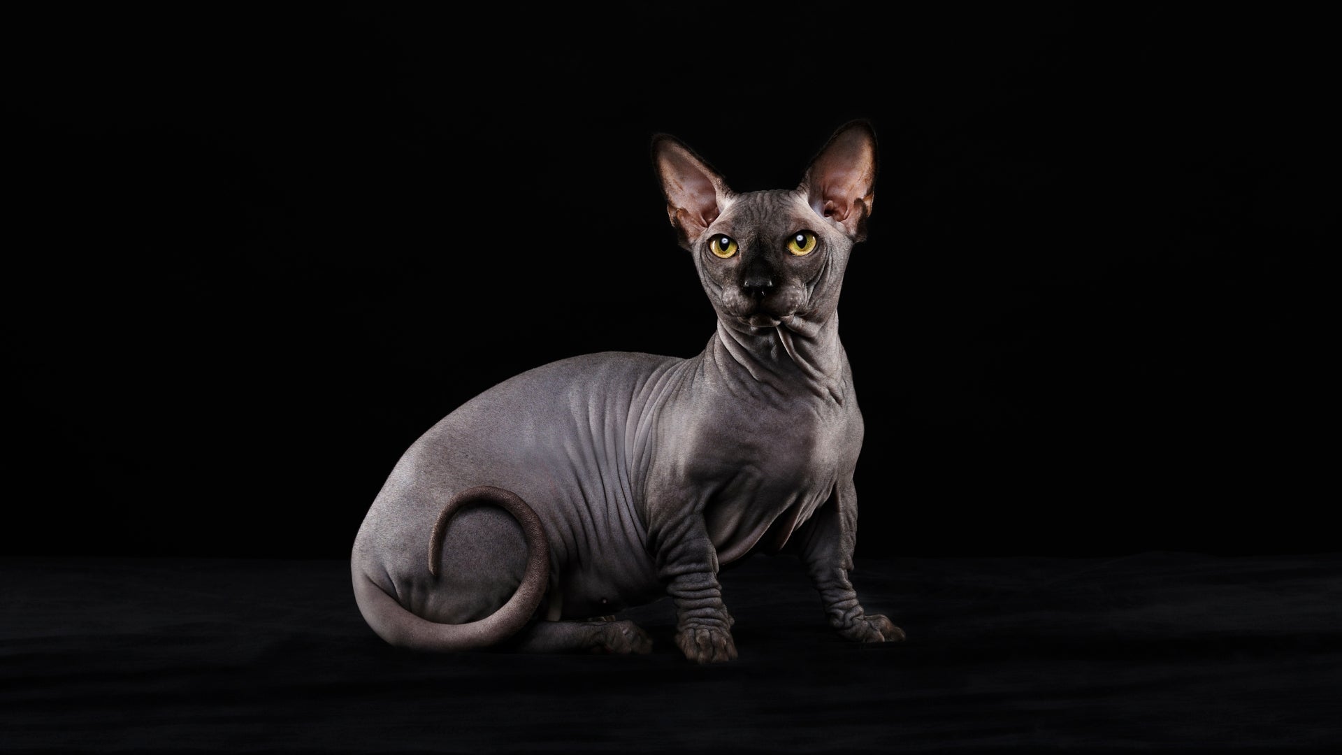 The artistry behind sphynx cat tattoos revealed