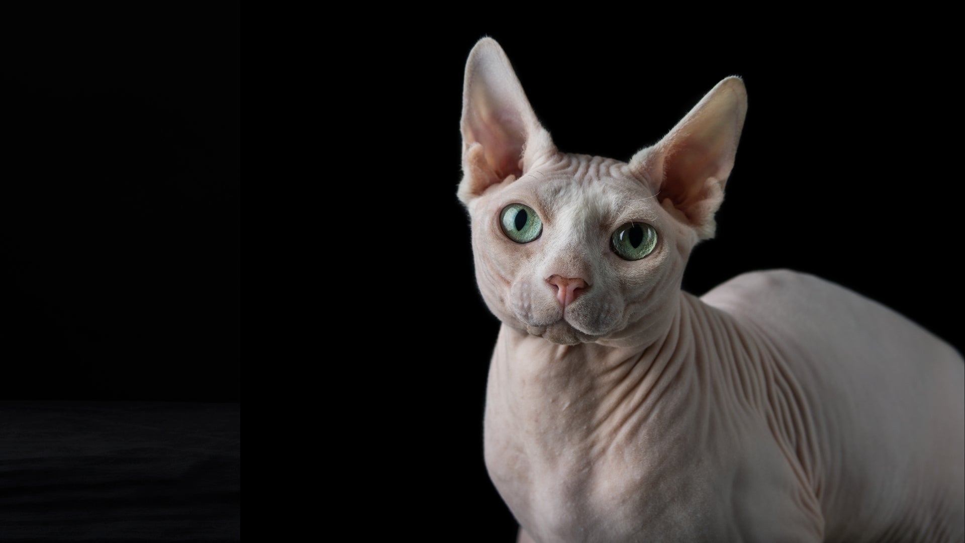 The artistry behind sphynx cat tattoos revealed