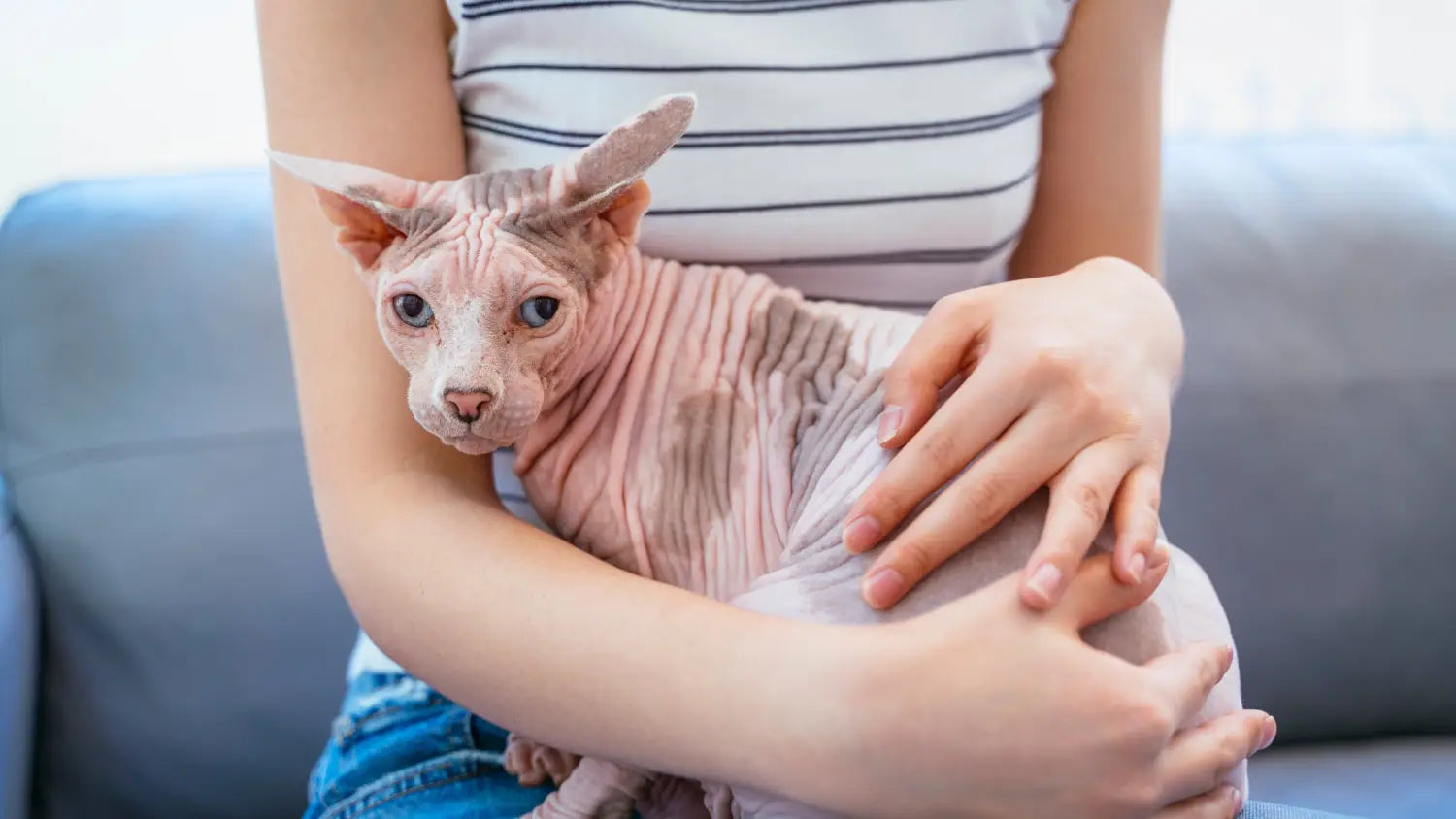 The beginner’s guide to purebred kitten adoption: what you need know