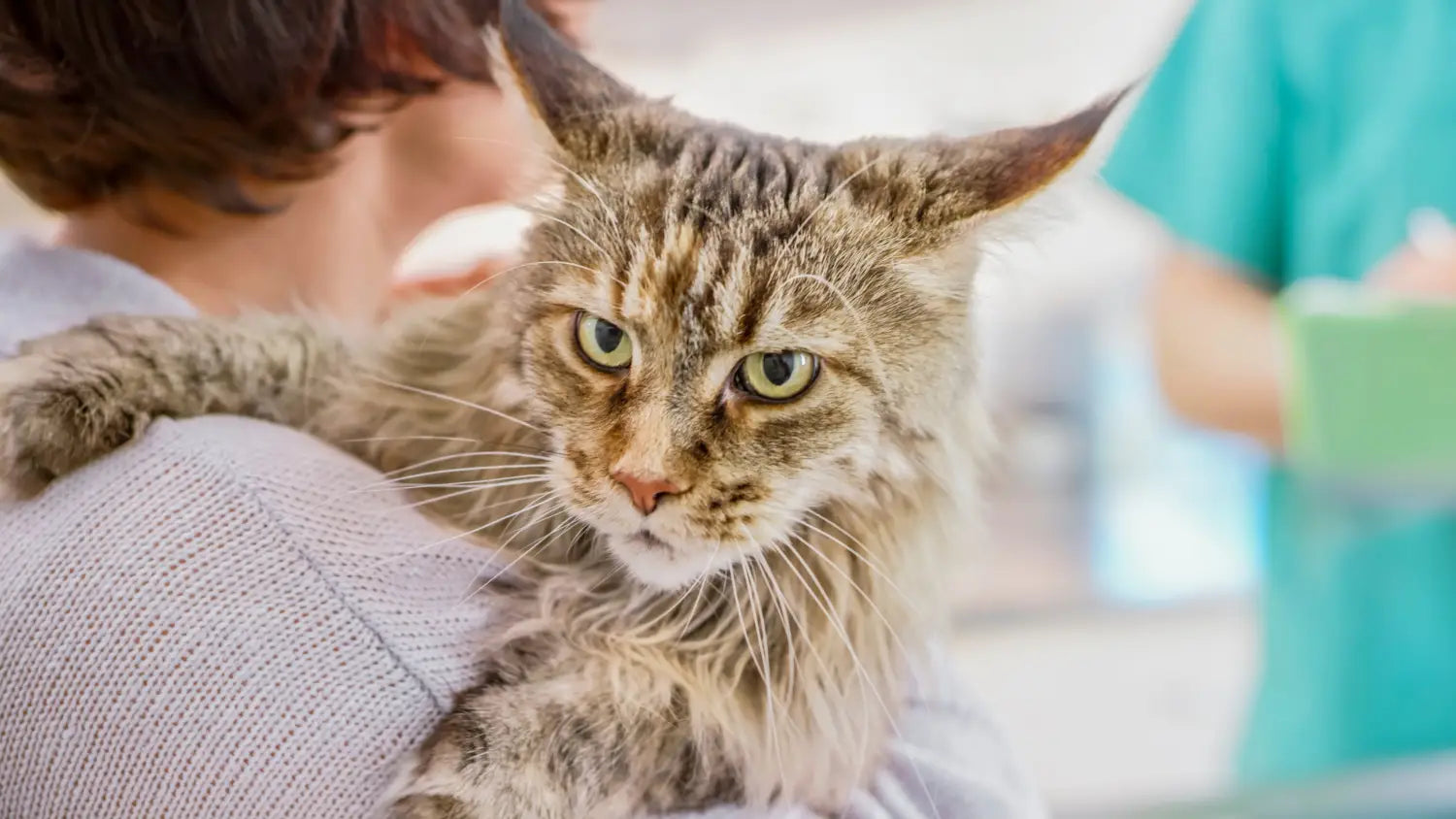 The beginner’s guide to purebred kitten adoption: what you need know