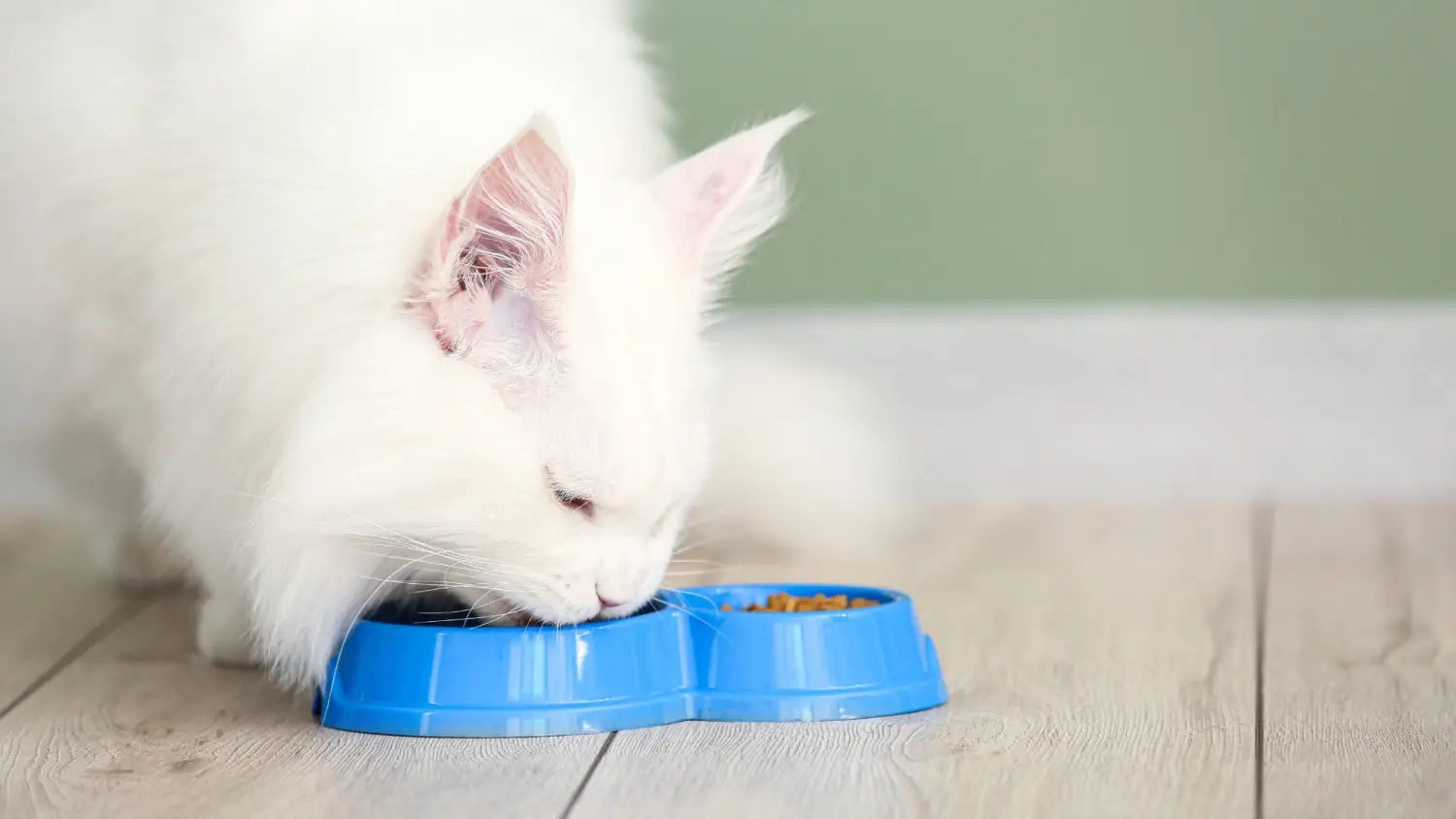 maine coon diet