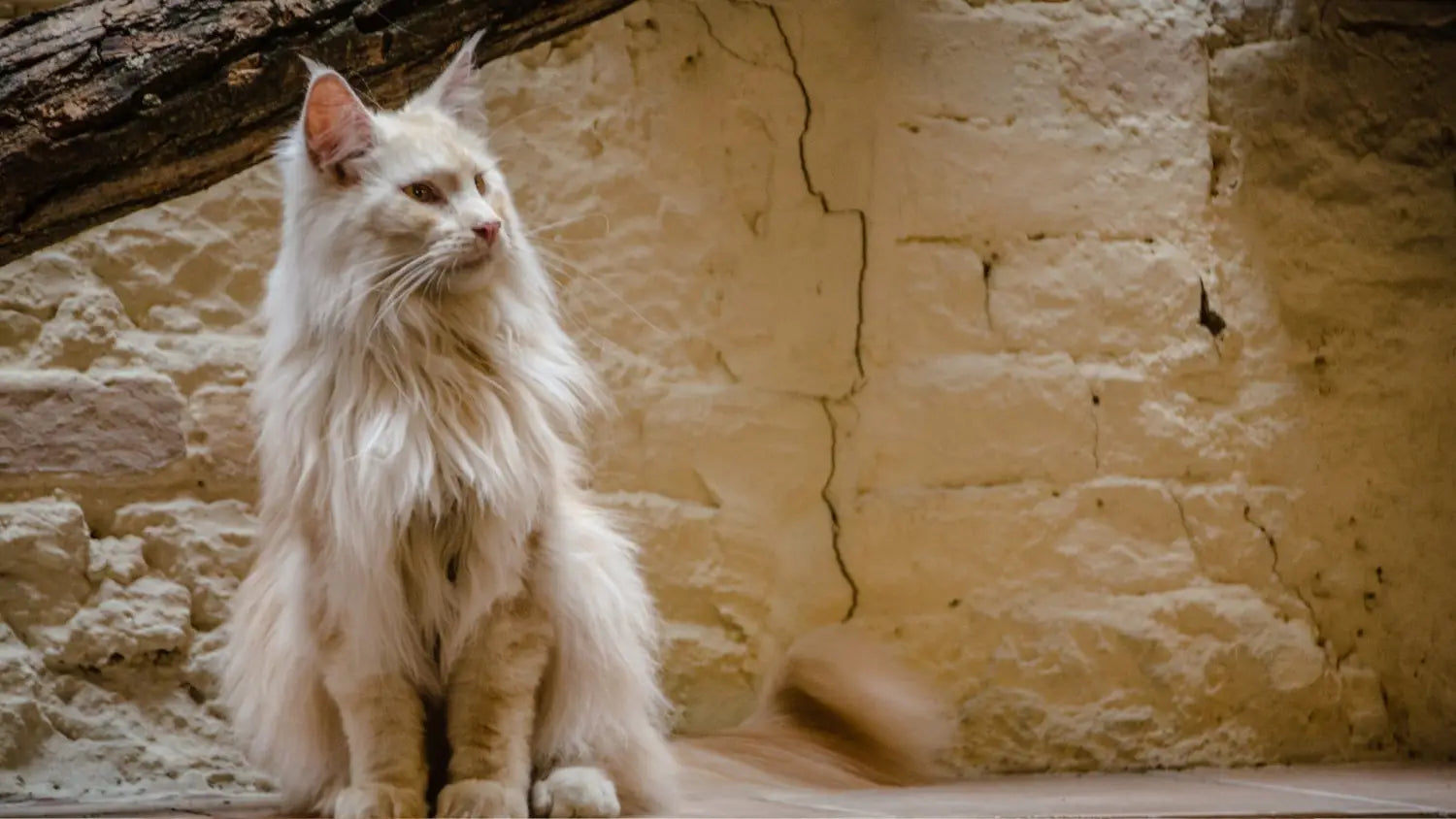The captivating world of maine coon colors: a spectrum beauty and diversity