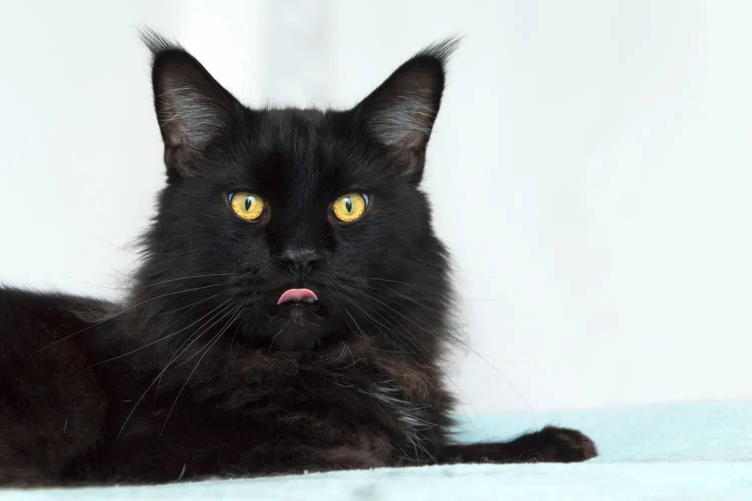 The elegance and mystique of the black maine coon: a stunning feline beauty