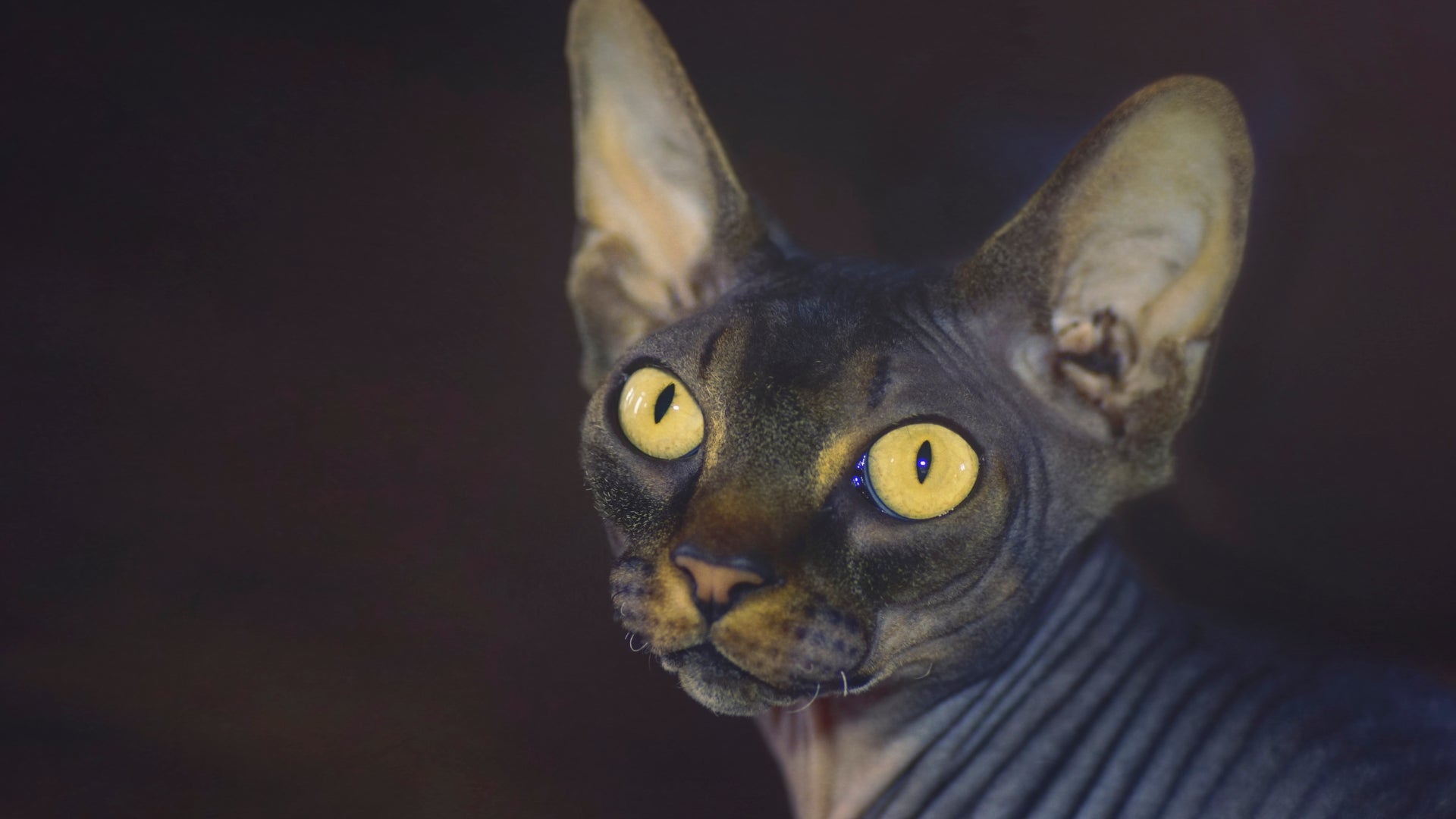 The enigmatic allure of black sphynx cats