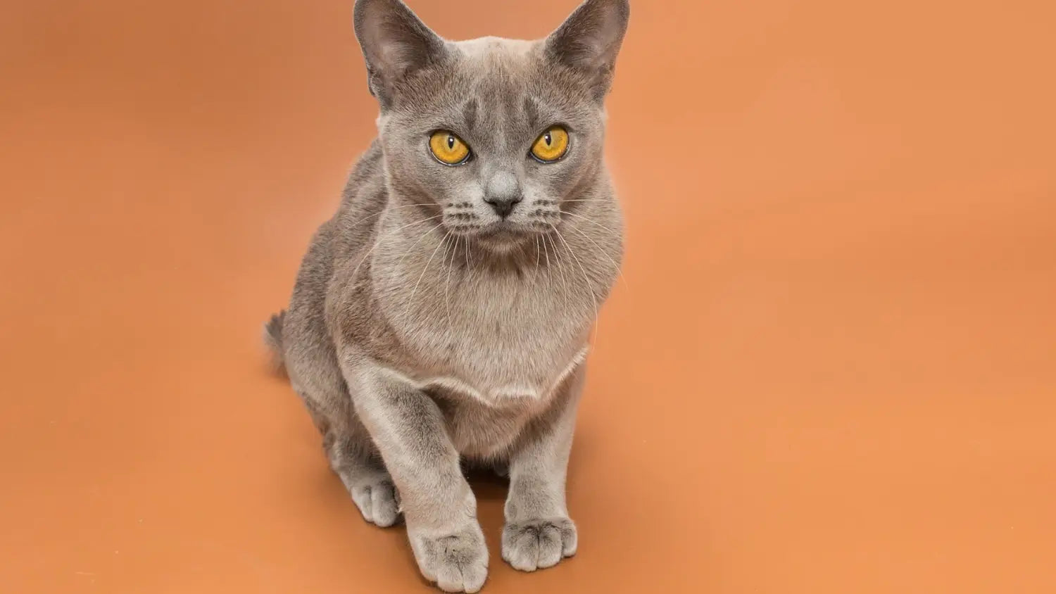 The european burmese cat: striking looks charming personality