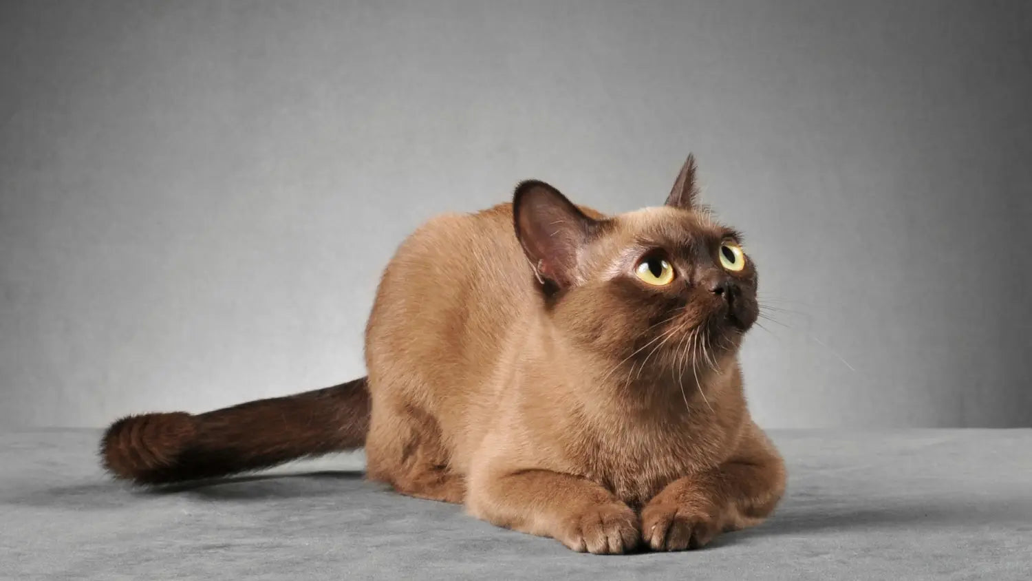 The european burmese cat: striking looks charming personality