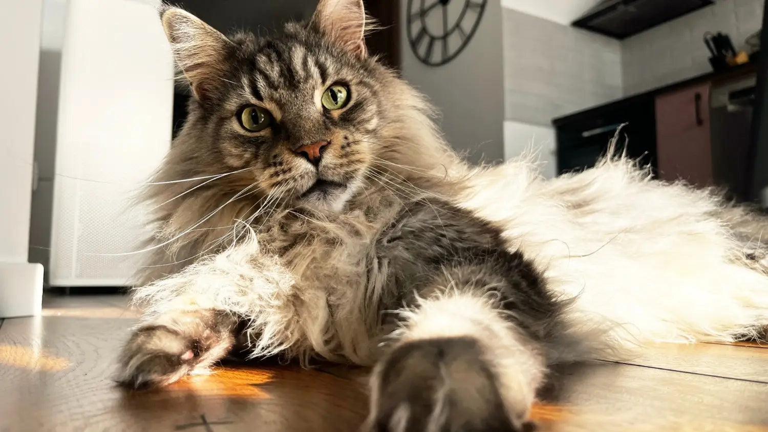 The magnificent maine coon: discovering the charms health and compatibility of america’s gentle giant