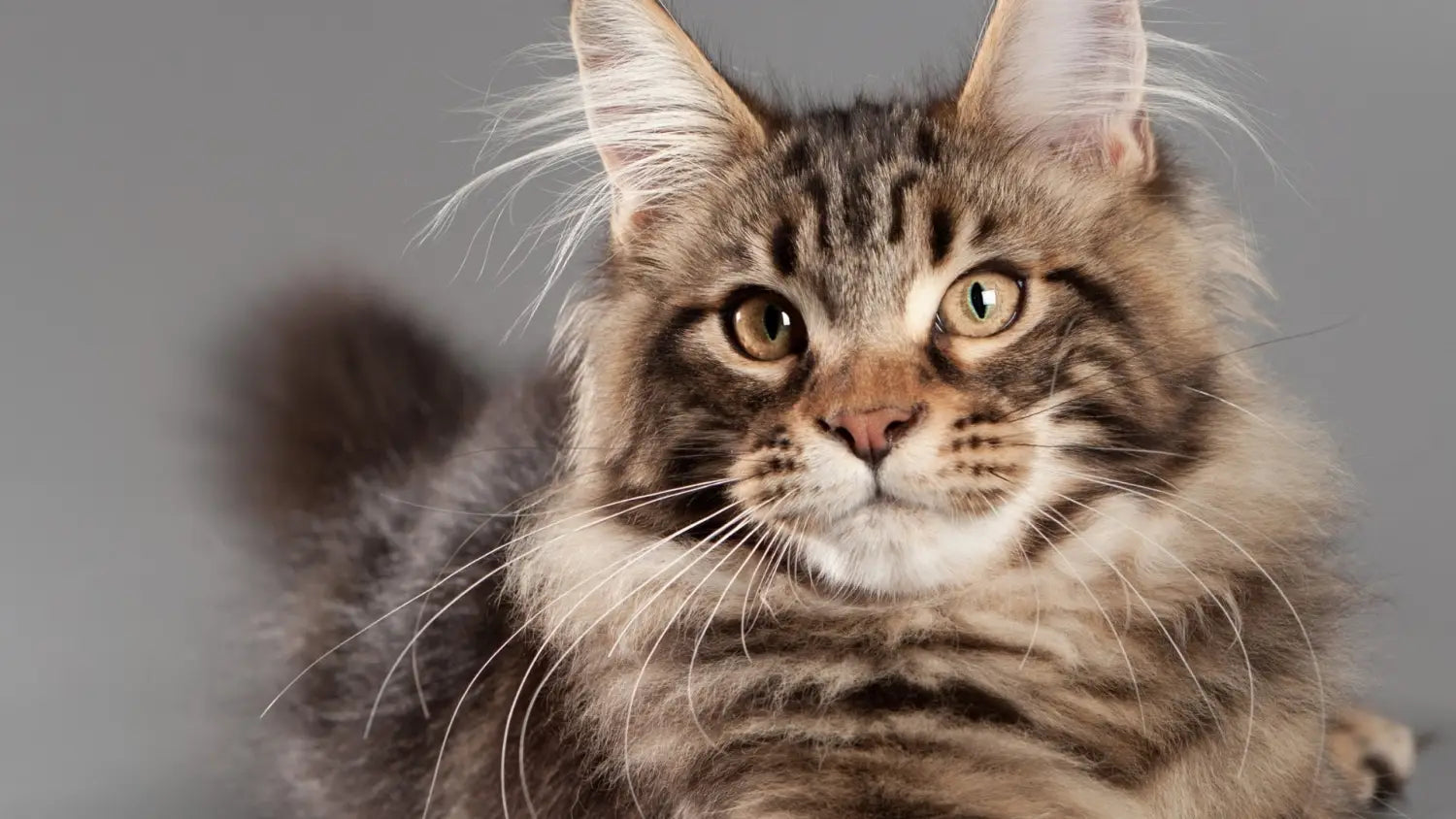 The magnificent maine coon: discovering the charms health and compatibility of america’s gentle giant