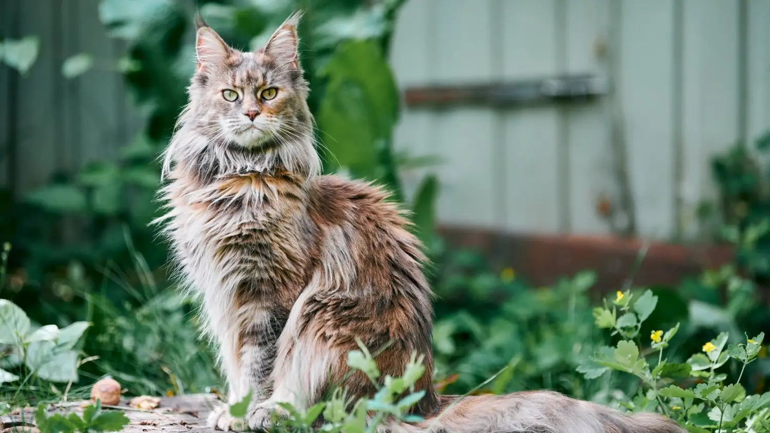 The magnificent maine coon: discovering the charms health and compatibility of america’s gentle giant