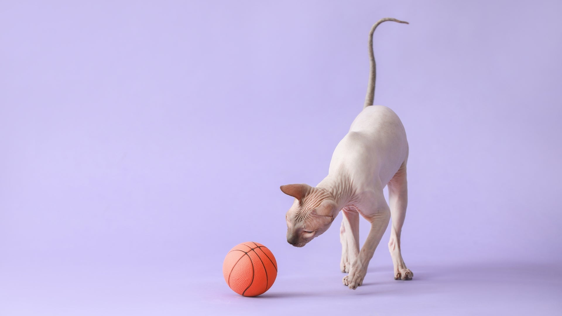 The playful side of sphynx cats: toys and activities