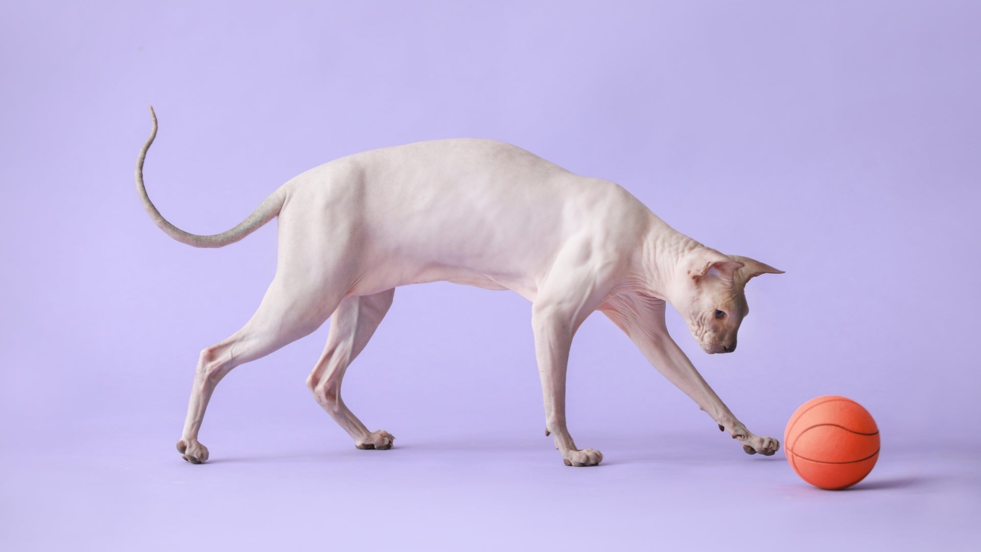 The playful side of sphynx cats: toys and activities