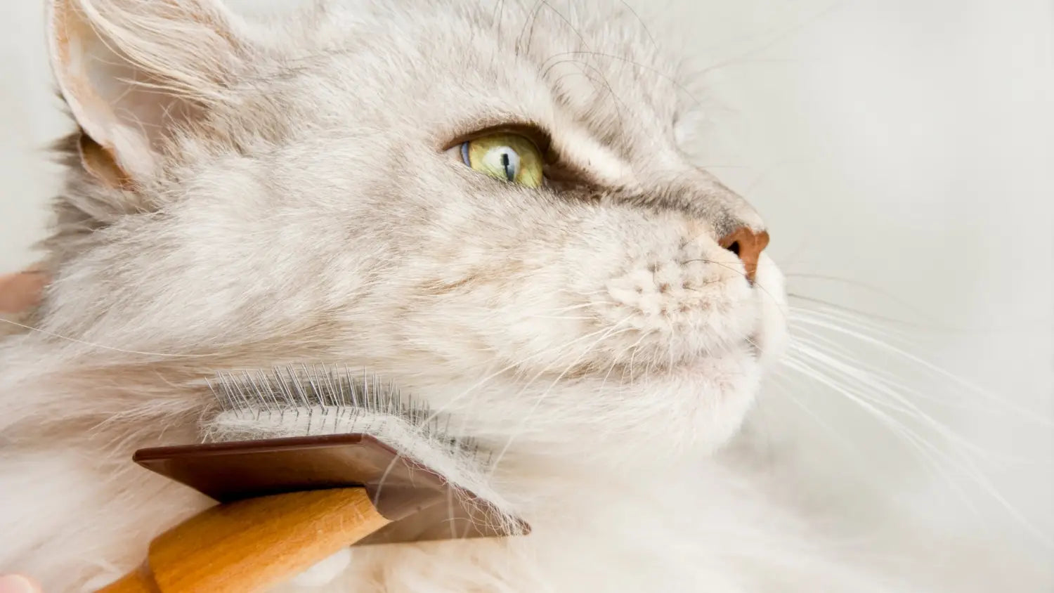 The true cost of owning a maine coon kitten: from purchase to upkeep