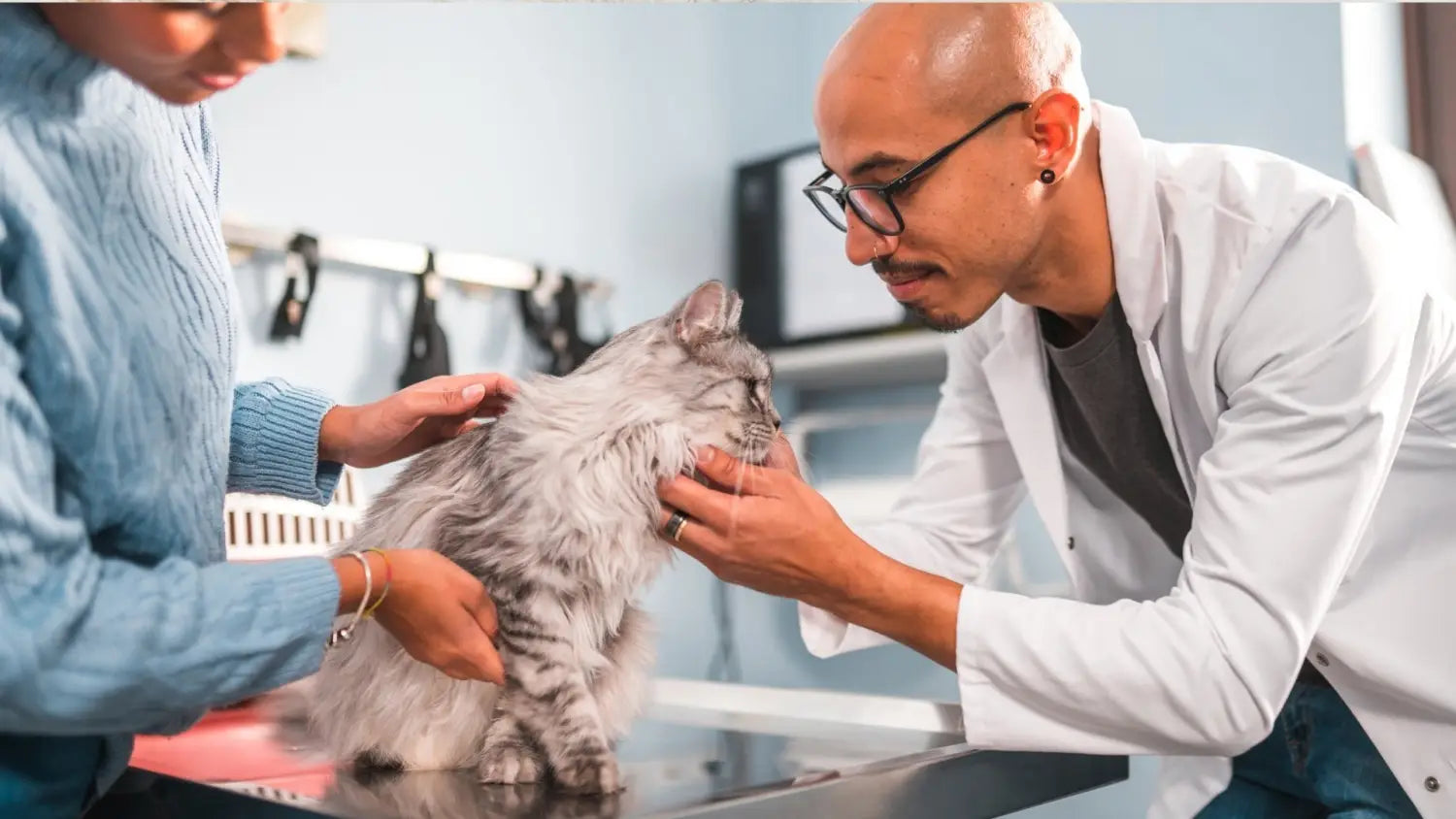 The true cost of owning a maine coon kitten: from purchase to upkeep