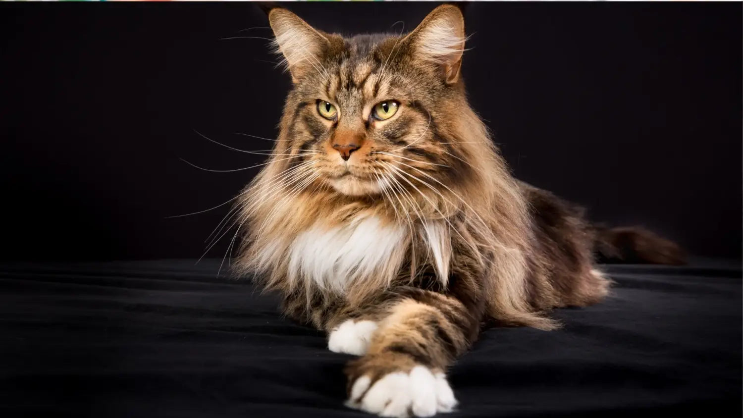 The true cost of owning a maine coon kitten: from purchase to upkeep