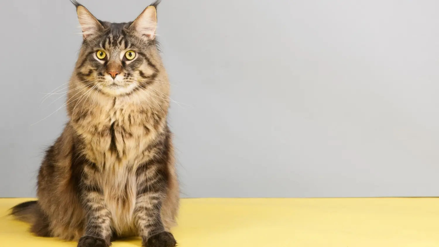 The ultimate guide to training your maine coon kitten: best tips and treats
