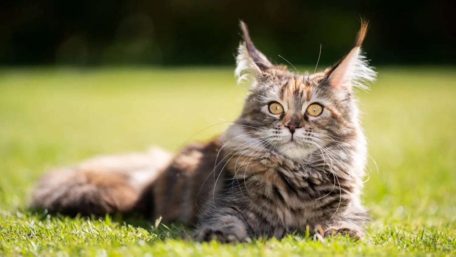 The ultimate guide to training your maine coon kitten: best tips and treats