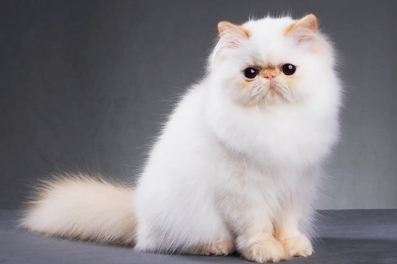 The ultimate persian cat care guide: nurturing your elegant companion